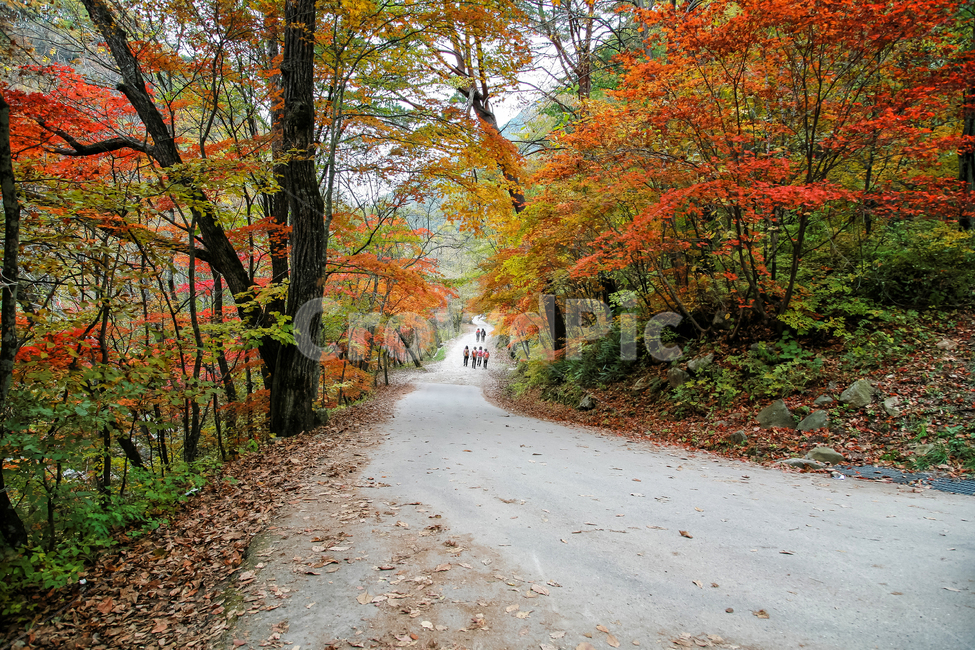 등산,가을,오솔길,단풍,등산객,가을,계절,fall,autumn,season,자연,풍경,nature,landscape,leaf,잎,plant,식물,tree,나무