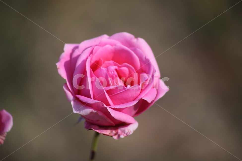 장미,꽃,식물,정원수,rose,식물,자연,plants,nature,꽃,flower