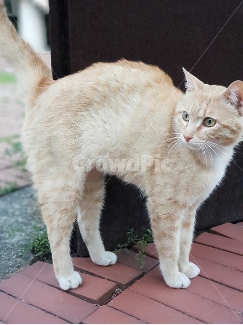 고양이,길고양이,cat,코리안숏헤어,코숏,냐옹이,동물