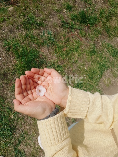 벚꽃,cherryblossms,봄,따스함,햇빛,봄,계절,spring,season,사람,인물,인간,human,person,신체일부,몸,body,hand,손