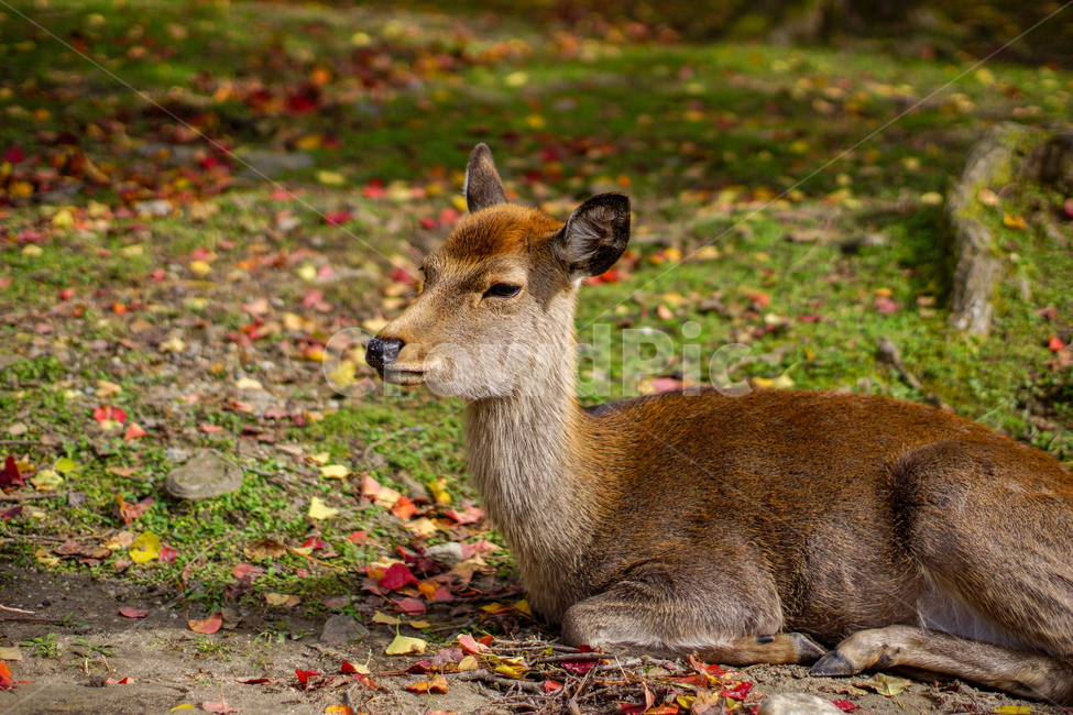 나라,사슴,공원,단풍,여유,동물,포유류,동물,animal,포유류,mammal
