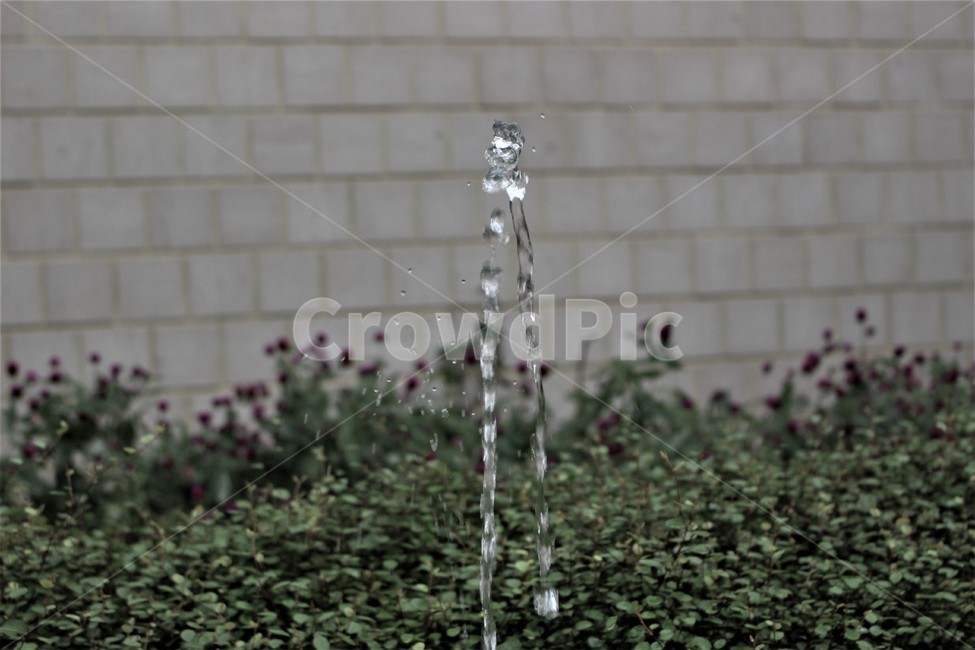 droplet,작은물방울,물,작은분수,꽃,식물