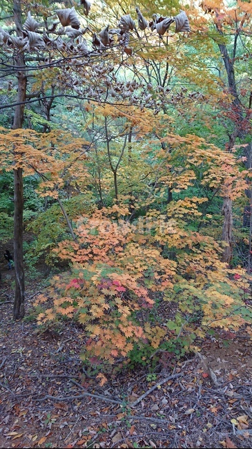 plant,식물,단풍,가을,낙엽,나무,가을,계절,fall,autumn,season,tree,leaf,잎,maple