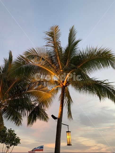 말레이시아,코타키나발루,야자수,야경,식물,나무,tree,palmtree,나무,trees,wood