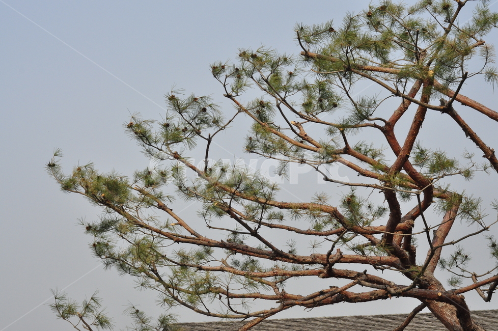 tree,나무,plant,식물,하늘,skt,소나무,pine,식물,자연,plants,nature,나무,trees,wood