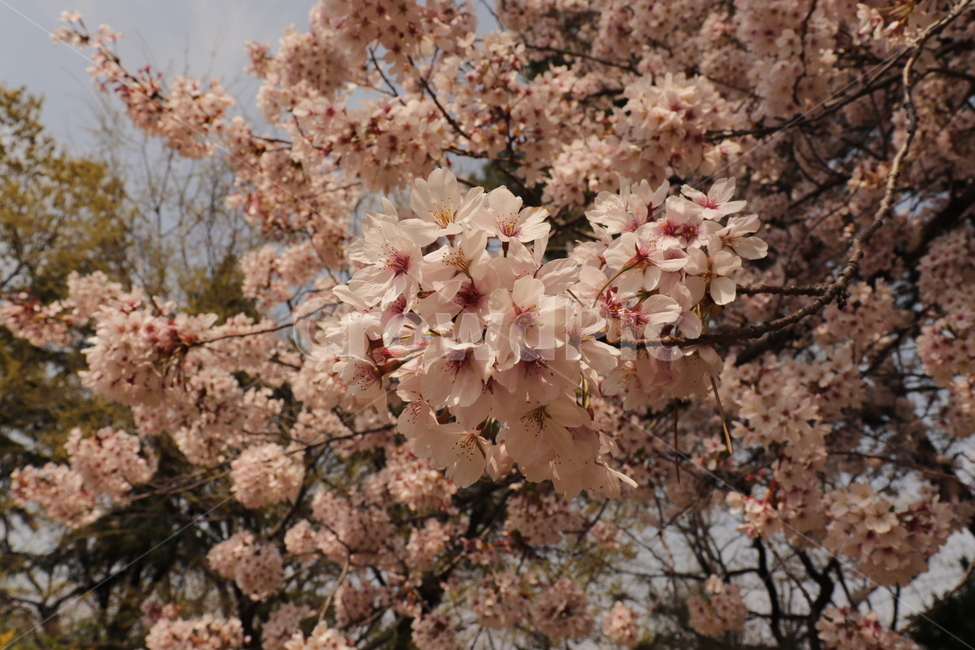 봄,벚꽃,꽃,cherryblossom,blossom,flower,plant