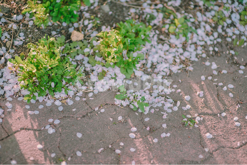 봄,벚꽃,봄꽃,꽃잎,새싹,풀,봄,계절,spring,season,식물,자연,plants,nature,꽃,flower,감성,sensible,feeling,휴식,힐링,rest,relaxation,healing