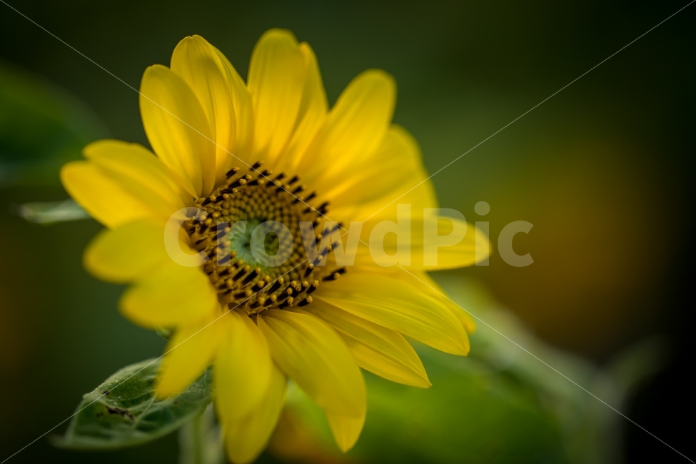 자연,풍경,식물,꽃,해바라기,nature,landscape,plant,flower,sunflower,식물,자연,plants,nature,꽃,flower