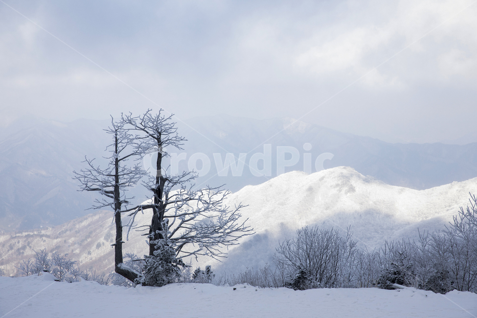 nature,자연,outdoors,옥외,겨울,감기,눈,snow,겨울,계절,winter,season,자연,풍경,nature,landscape