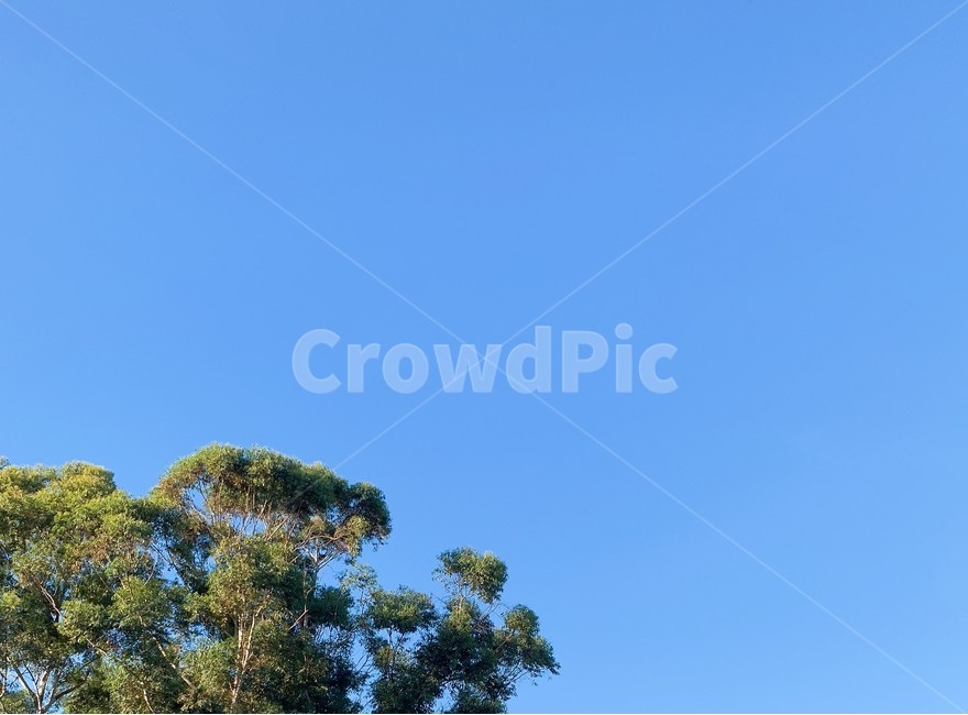 자연,nature,나무,tree,식물,plant,야외,하늘,sky,힐링,healing