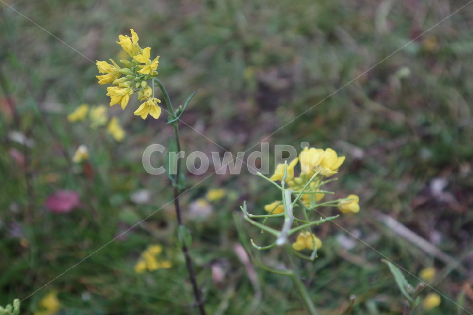 제주도,봄,유채꽃,따뜻함,blossom,flower,식물,plant,꽃,식물,자연,plants,nature,꽃,flower