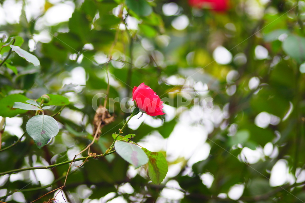 장미,꽃,붉은꽃,빨간장미,장미꽃,레드,자연,그린,녹색,garden,식물,자연,plants,nature,꽃,flower