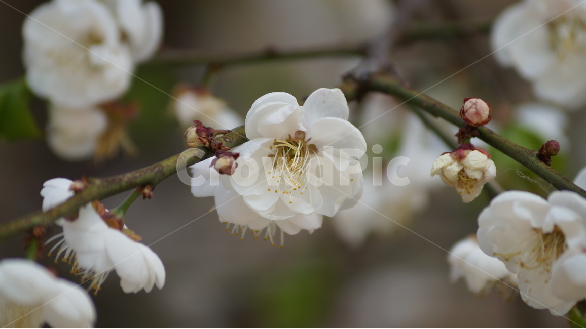 봄꽃,꽃,자연,풍경,매화,봄,계절,spring,season,식물,자연,plants,nature,꽃,flower,plant