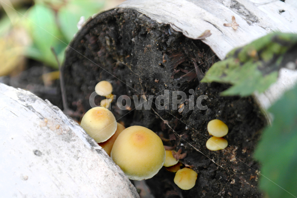 버섯,식물,산,자연,나무,이끼,나무결,접사,그늘,낙엽,가을,버섯,mushroom