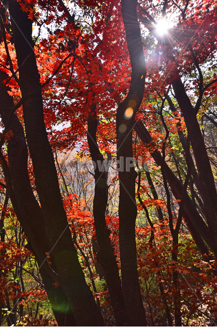 가을,가을배경,한국자연경관,배경,바탕,백그라운드,단풍숲,계절,시즌,season,outdoor,옥외,야외,식물,햇살,햇빛,plant,flowers,autumn,fall,background,maple,tree,찬란한,칼라풀,colorful,봉우리,forest,가을풍경,단풍산,가을산,healing,가을,계절,fall,autumn,season,자연,풍경,nature,landscape,나무,leaf,잎