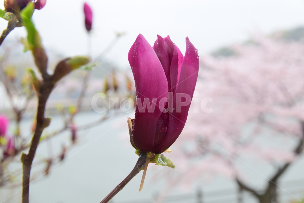 목련,자목련,목련꽃,봄꽃,꽃,flower,계절,자연,빗방울,자주색,spring,식물,자연,plants,nature,꽃,flower