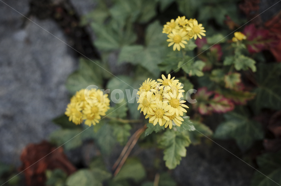 꽃,flower,식물,plant,green,초록,잎,들꽃,yellow,노란,노랑,노란꽃,노랑색,노란색,blossom