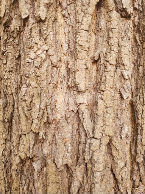 나무,나무줄기,tree,plant,식물