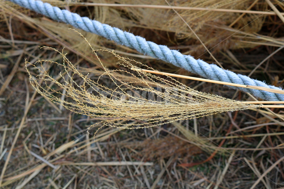 억새,풀,억새풀,식물,벼과,벼과식물,자연,두영,겨울,식물,자연,plants,nature