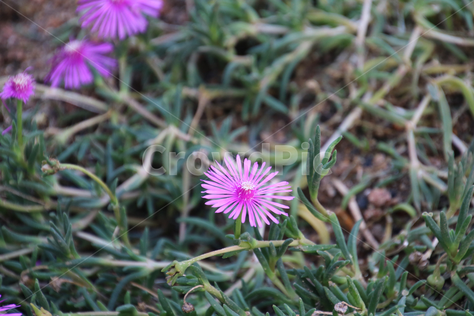 aster,flower,과꽃,식물,blossom,plant