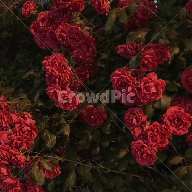 꽃,장미,빨강,가시,식물,rose