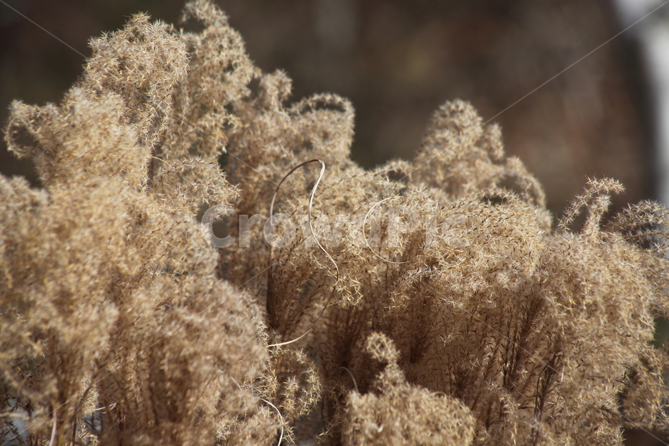 억새,꽃,식물,가을,flamegrass,가을,계절,fall,autumn,season,식물,자연,plants,nature,plant,grass,잔디