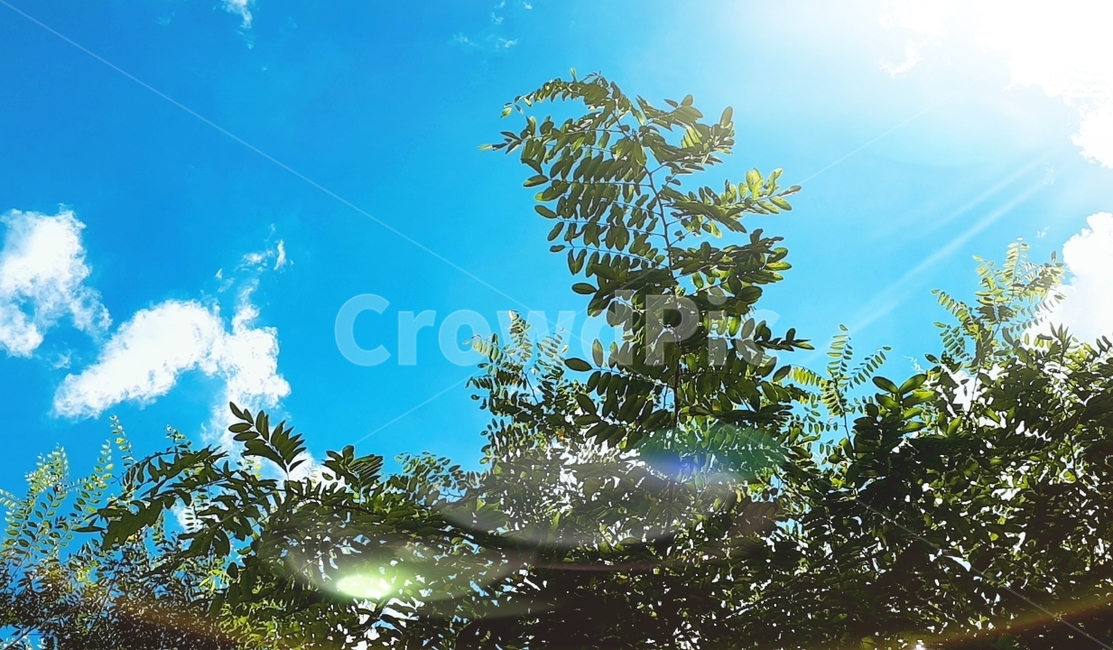 푸른,여름,빛반사,나뭇잎,하늘,구름,시원한,청량,자연,풍경,nature,landscape,light,빛,flare,플레어,vegetation,초목,plant,식물,sunlight,햇빛