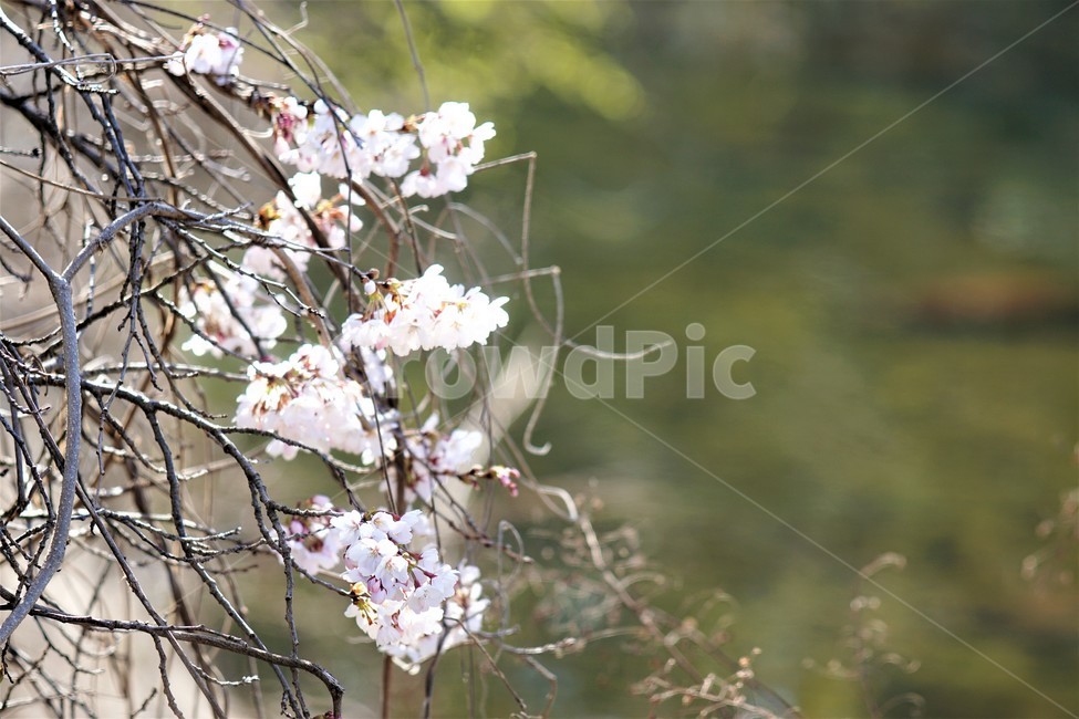 벚꽃,봄,꽃,나무,자연,식물,예쁨,아름다움,하얀색,분홍색,감성,느낌,nature,flower,spring,white,pink,beauty,emotion,feeling,tree,봄,계절,spring,season,꽃,flower,plant,blossom