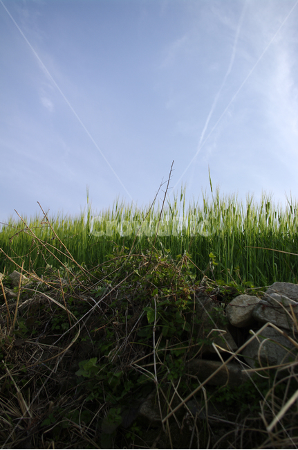 청보리,보리밭,식물,plant,자연,nature,봄,spring,하늘,구름,식물,자연,plants,nature