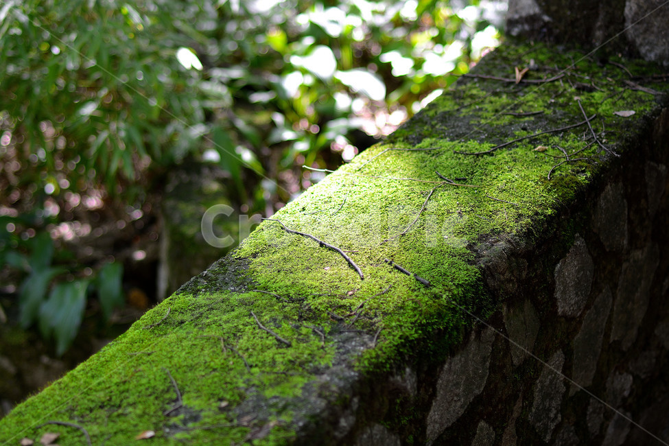 식물,자연,이끼,초록,돌,자연,풍경,nature,landscape,식물,plants,plant,moss