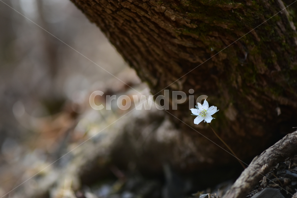 변산바람꽃,야생화,봄,꽃,흰색,자연,식물,식생,봄의전령사,풀꽃,미나리아재비과,식물,자연,plants,nature,꽃,flower
