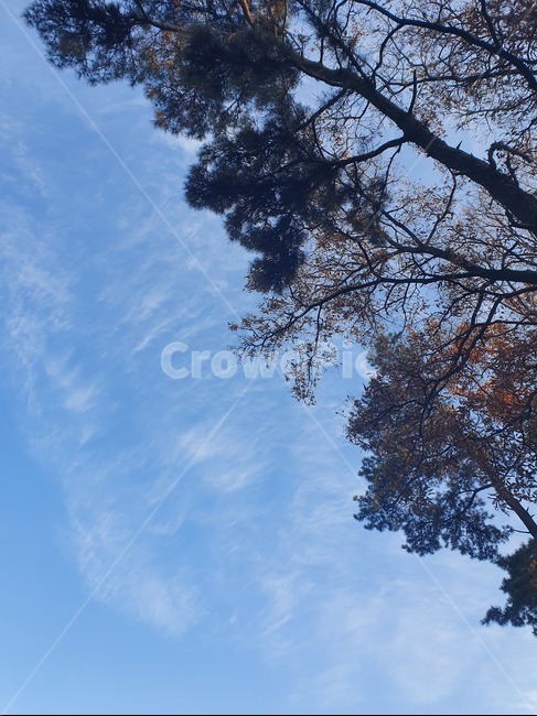 tree,나무,plant,식물,하늘,구름