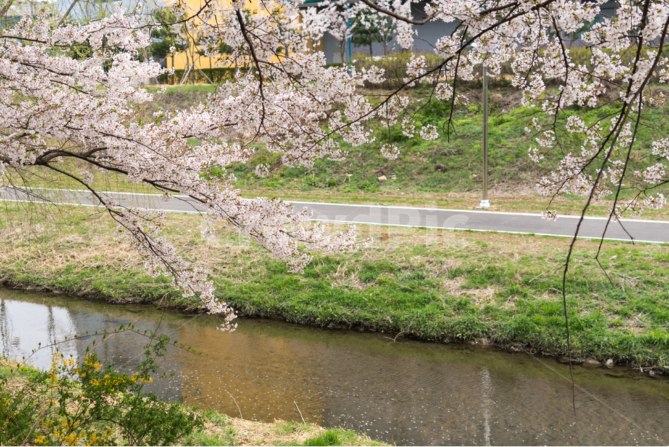 자연,natural,하늘,sky,구름,cloud,양재천,벚꽃,식물,plant,cherryblossom,물,water,푸릇,봄,spring,천,봄,계절,spring,season,자연,풍경,nature,landscape
