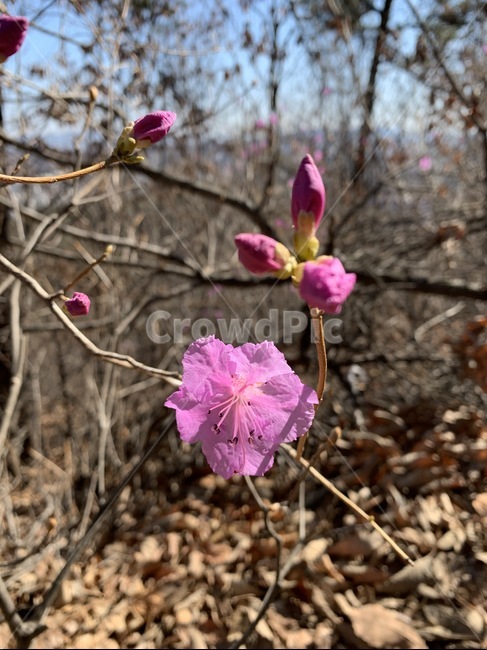 진달래,꽃망울,진달래꽃,봄,꽃봉오리,plant,식물,blossom,꽃,flower