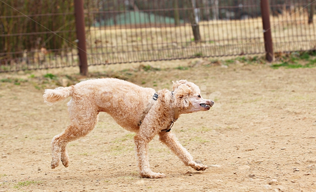 스텐다드푸들,개,애완견,운동,배경,동물,animal,포유류,mammal,개,강아지,dog,doggy