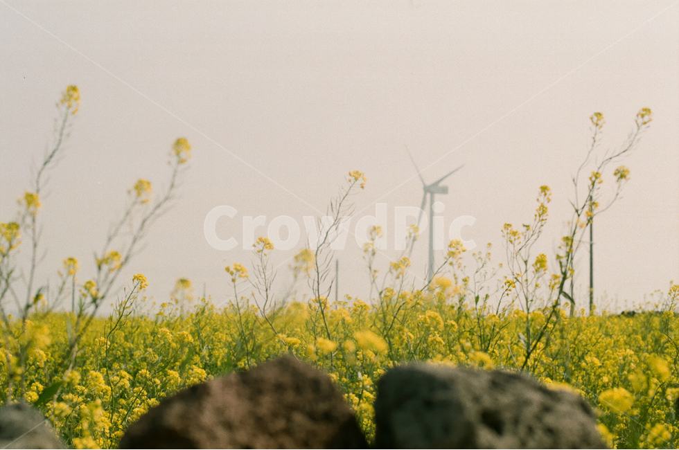 꽃,제주도,유체꽃,식물,노랑색,감성,색상,색감,flower,색체,spring,봄,실내,healing,감성사진,배경,배경화면,사랑,힐링,필름,자연,color,계절,nature,예쁜,아름다운,봄,계절,spring,season,자연,풍경,nature,landscape,grassland,목초지,field,들,outdoors,옥외