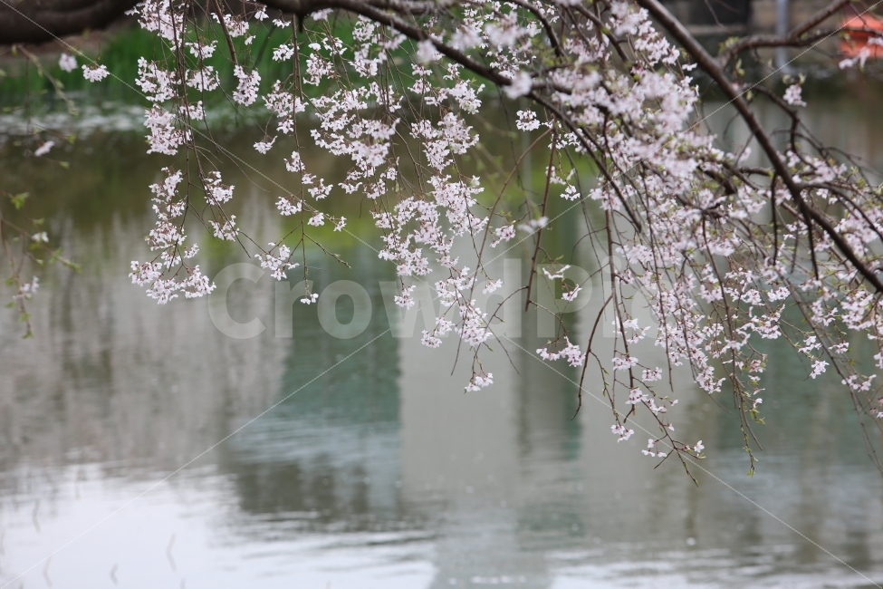 벗꽃,연못,봄,식물,반영,봄,계절,spring,season,식물,자연,plants,nature,꽃,flower,plant,blossom