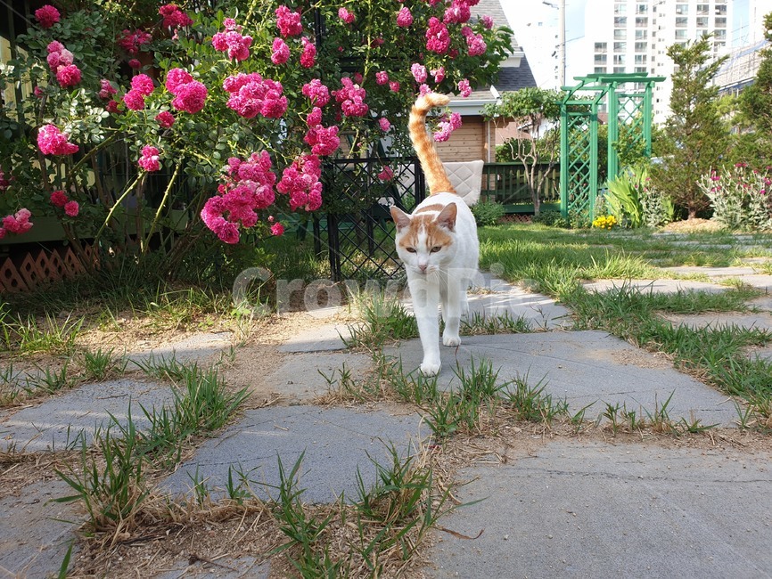 고양이,치즈태비,길냥이,cat,마당