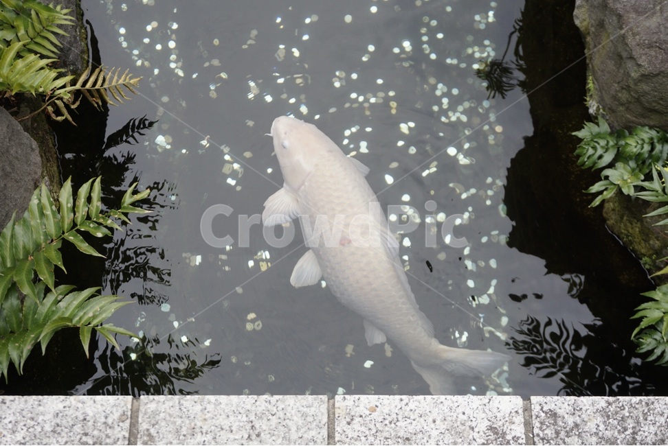 물고기,호수,자연,잉어,물,fish,lake,nature,carp,water,동물,animal,어류,물고기,fish