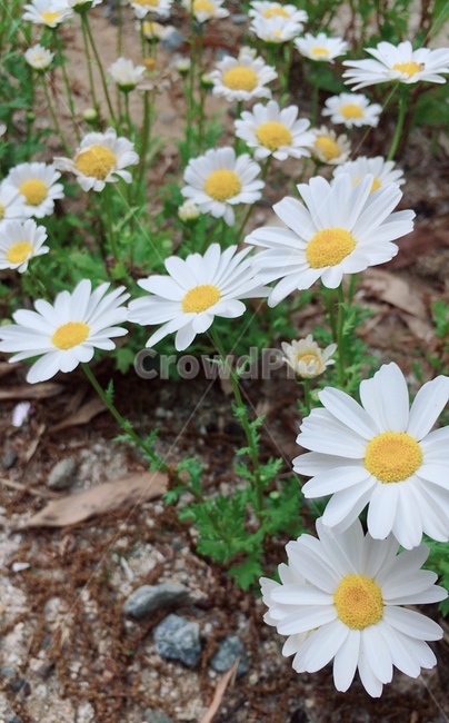 plant,식물,flower,꽃,데이지,daisies,여름,summer,여름꽃,식물,자연,plants,nature,꽃,flower