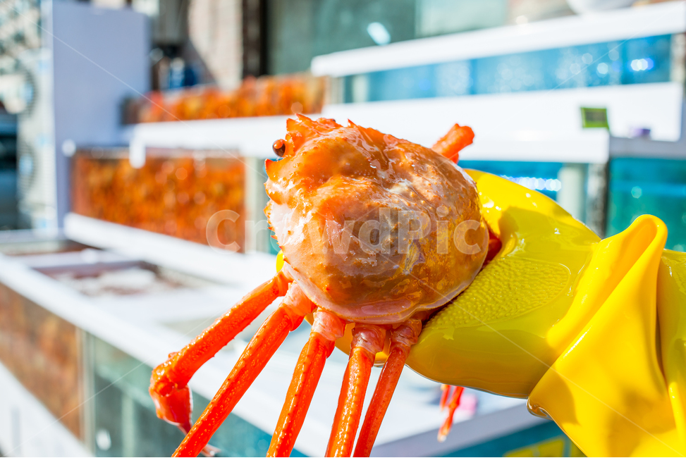 홍게,게,꽃게,랍스터,식품,해물,해산물,홍게찜,크랩,crab,braisedredcrab,redsnowcrab,음식,식재료,요리,food,cook,meal,dishes,food reserves,수산물,해산물,fishery products,seafood