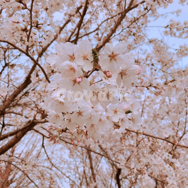 꽃,벚꽃,plant,나무,봄,신학기,벚꽃축제,계절