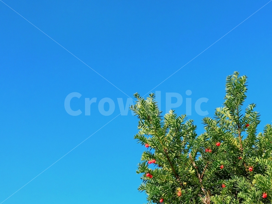 하늘,블루,사진,아이폰,감성사진,자연사진,자연,파랑,day,blue,sky,photo,iphone,photography,natural,skyblue,식물,자연,plants,nature,나무,trees,wood,감성,sensible,feeling