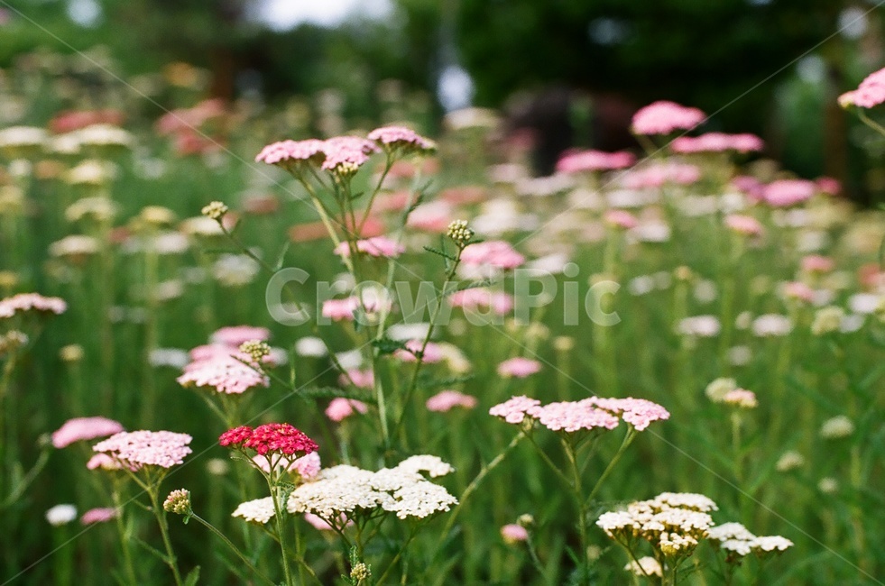 plant,식물,여름,꽃,녹음,식물,자연,plants,nature,꽃,flower