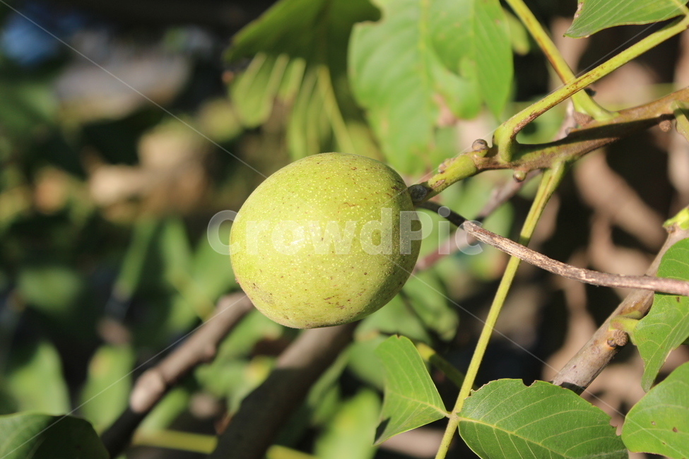 plant,식물,호두,호두나무,fruit,과일,열매,fruit,농업,농사,agriculture,farming,farming industry