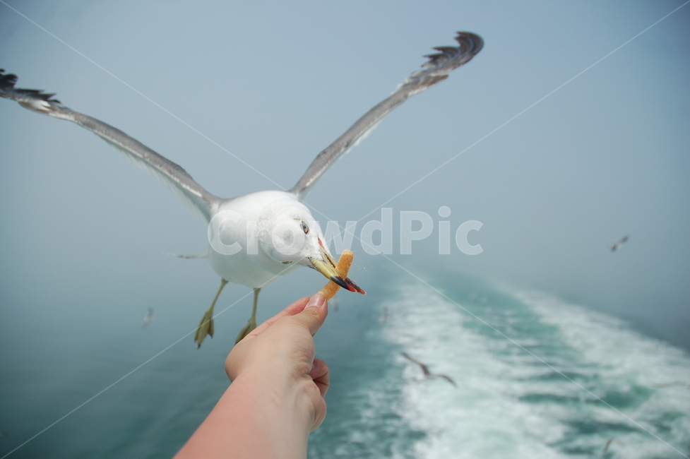갈매기,바다,사냥,비상,날개,동물,animal,조류,새,birds,신체일부,몸,body