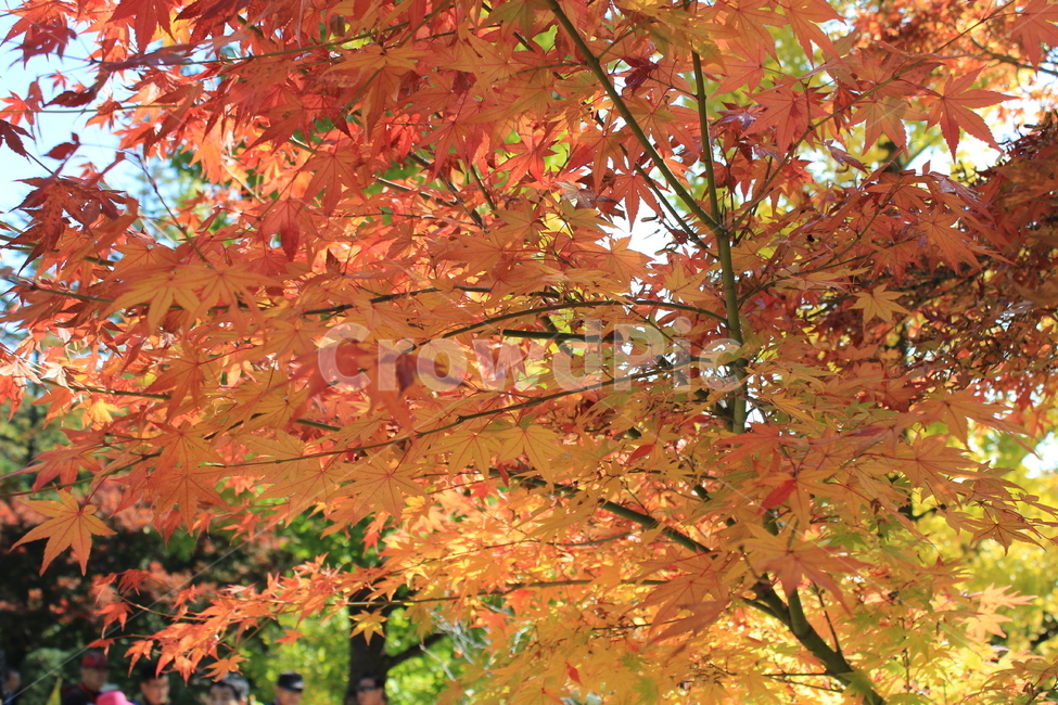 잎,maple,단풍,leaf,가을단풍,가을,단풍잎,가을,계절,fall,autumn,season,식물,자연,plants,nature,나무,trees,wood,plant,tree