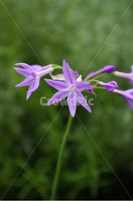 꽃,flower,식물,plant,비비추,식물,자연,plants,nature,꽃,flower