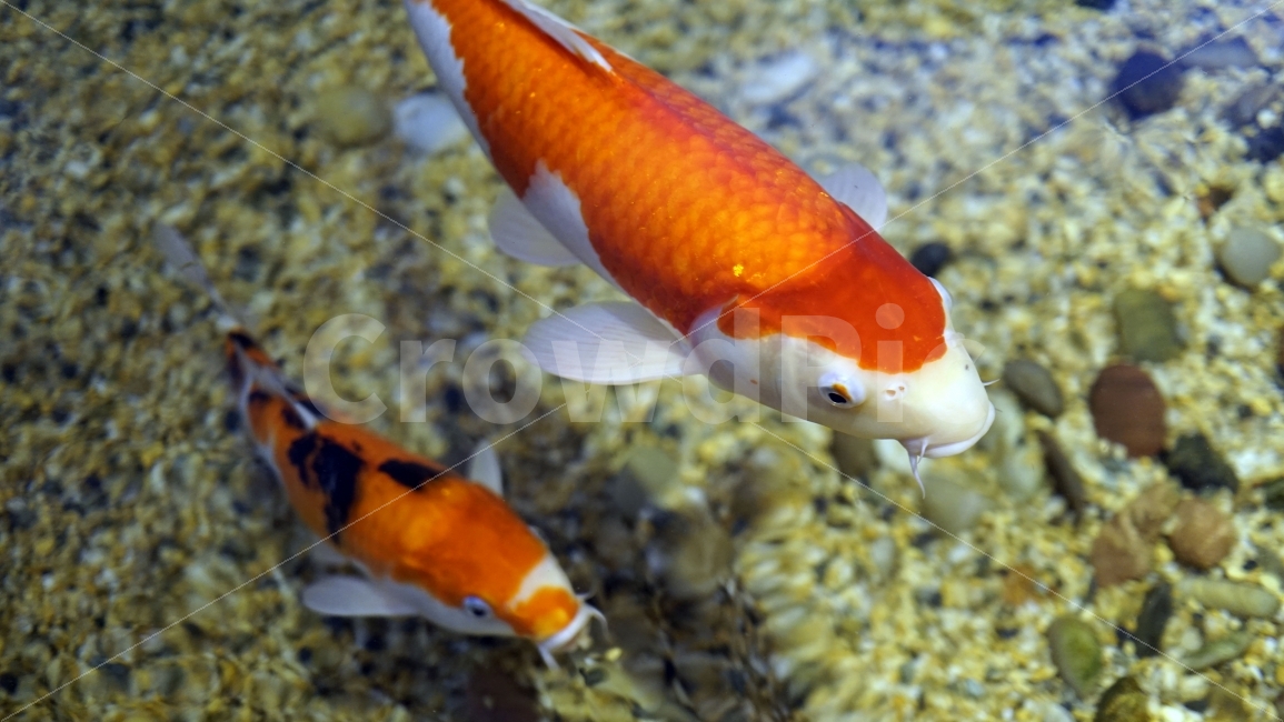 물고기,잉어,열대어,붕어,생선,어류,수족관,낙시,fish,어항,금붕어,수산,해양,바다,생물,동물,물속,바다속,바닷속,animal,수중,생명,자연,nature,물결,동물,animal,어류,물고기,fish