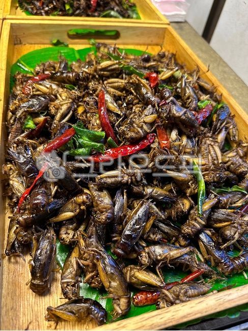 Grasshopper dish,Insect dish,Grasshopper,bug dish,insect food